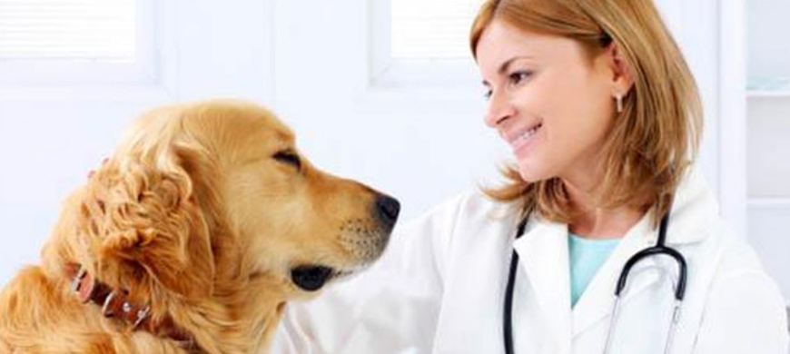 Несколько слов о лечении собак